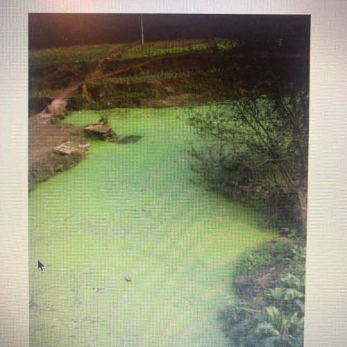Algal blooms are a concern in marine and freshwater environments such as Minnesota's Lake of the Wo