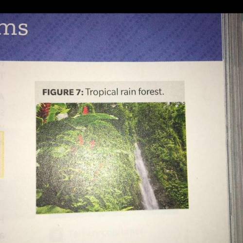 Describe TWO ways that energy and matter flor in this tropical rainforests. I WILL MARK BRAINLIEST