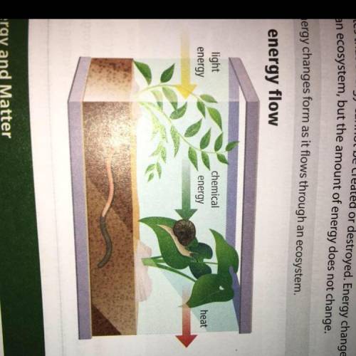 How does energy flow in this terrarium in terms of photosynthesis? I WILL MARK BRAINLIEST