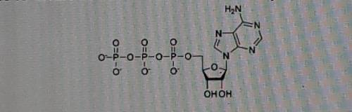 What is the name of the molecule pictured below?