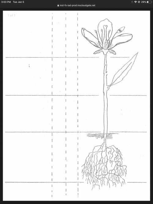 I need help.....labels the parts of the flower.