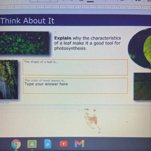 Why the characteristics of a leaf make it a good tool for photosynthesis????!?!?