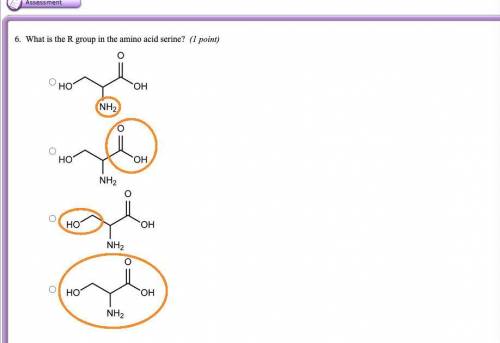 What is the R group in the amino acid?