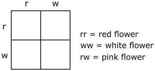 The Punnett square below shows a cross between 2 pink flowers. What is a percentage that a pink flo