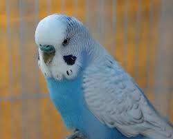 Out of these what should I NOT! name my blue Budgie Pt. 2

Blueberry
Amara
Cotton candy (candy for