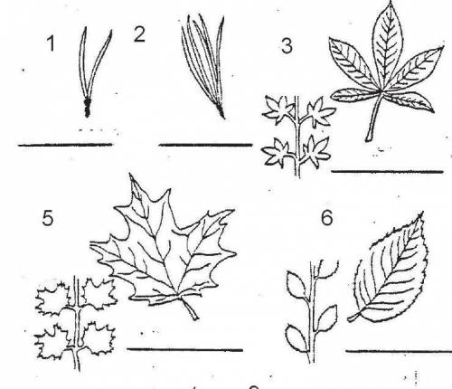 Which of the following leaf(s) can be identified as having an alternative arragngement? Check all