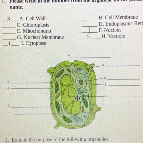 1. Please write in the number from the organelle on the picture that matches the

name.
3 A. Cell
