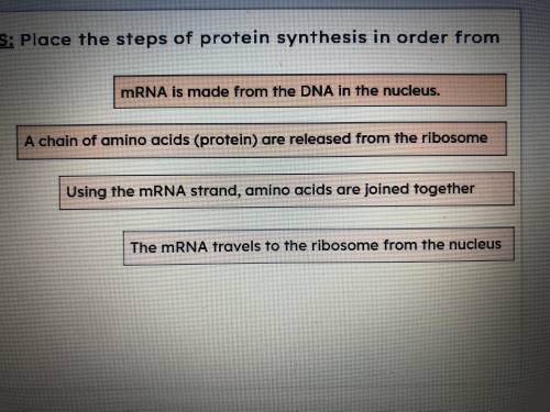 Place the steps of protein synthesis in order from start to finish.