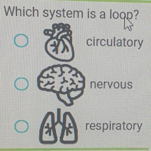 WHICH BODY SYSTEM IS A LOOP?
A.) Circulatory
B.) Nervous
C.) Respiratory