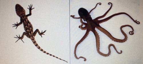 Based on these images, what can you say about the tentacles of an octopus and the limbs of a lizard
