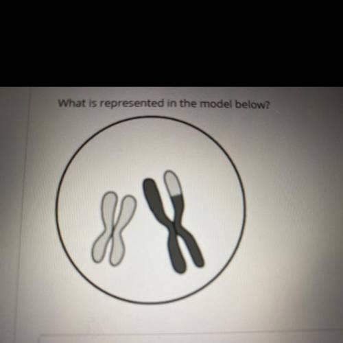 What is represented in the model below?

A. Two chromatids 
B. Four chromatids 
C. Four chromosome
