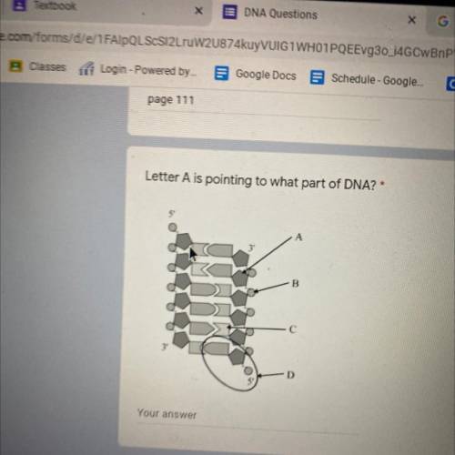 Letter A is pointing to what part of DNA?