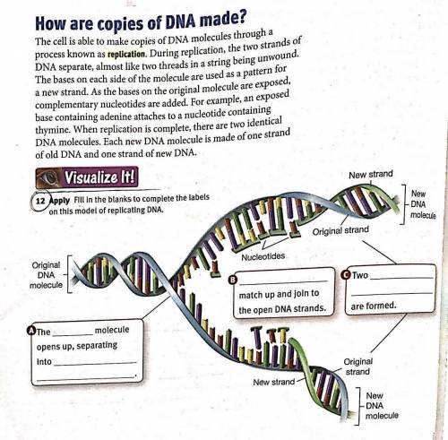 12. Apply: Fill in the blanks to complete the labels on this model of replicating DNA.

A.) The __