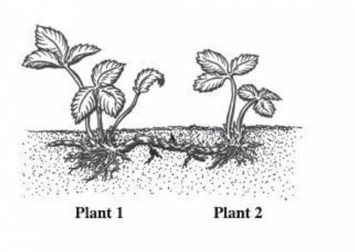 The diagram on the right shows two strawberry plants. Plant 2 is produced asexually from plant 1. I