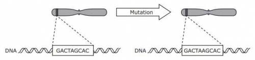 Different types of mutations can occur in DNA. The diagram represents a type of mutation.

Which s