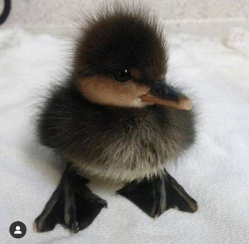 PLEASE HELP 20 POINTS 
have a nice day, also look how cute this duck is