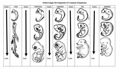 How do the embryological development of different species reveal similarities of organisms that are