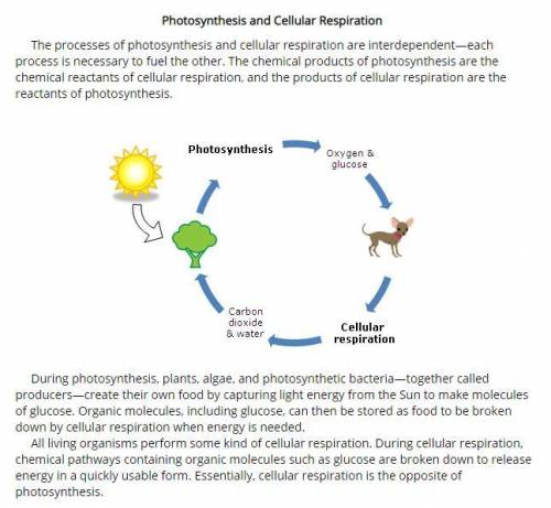 What is emphasized in both the text and the image?

Oxygen is a product of photosynthesis.Photosyn