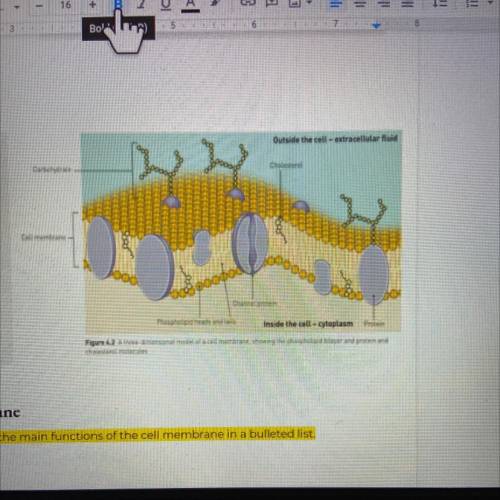 Describe the structure of the
cell membrane and its components