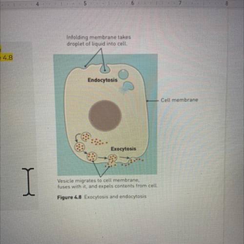 Explain the difference between endocytosis and exocytosis
