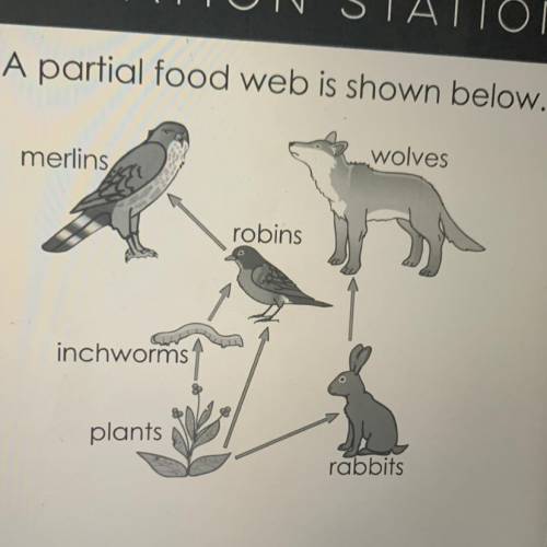3. How would removing robins from this ecosystem most likely affect morlins?

4. In this food web,
