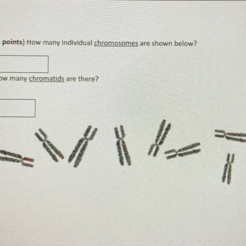 3. (2 points) How many individual chromosomes are shown below?
How many chromatids are there?