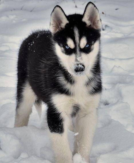 Brah I lovee sled dogs they are so cute here is one of mine this is logan