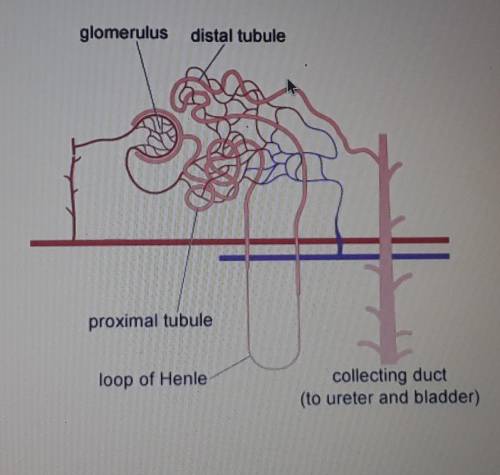 Select the correct location on the image. In which part of the nephron does the filtration of blood