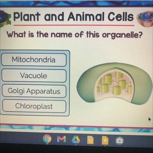What is the name of this organelle?