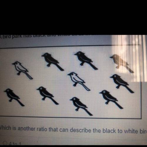 Which is another ratio that can describe the black to white birds?

0 4 to 1
0 1 to 4
0 1 to 7
0 7