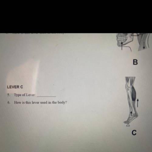 The three classes of levers can be found in your body. Use diagrams A, B, and C to answer the quest
