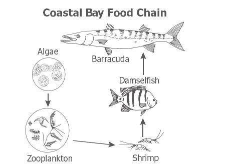 Question 9 (ID=3246988)

The Zooplankton in this food chain get their energy from consuming the -