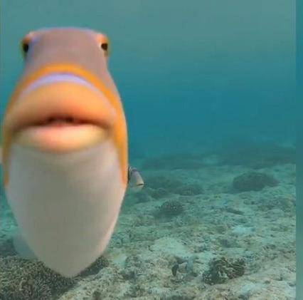 This fish eats 2 rocks and eats another 2 rocks how many rocks is it?