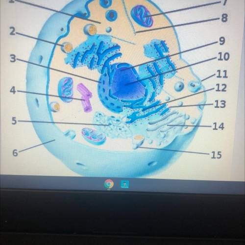 HELP 
LABEL THE CELL BELOW