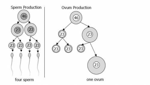 The image shows the process that forms sperm and ovum in humans. Both sperm and ovum begin from par