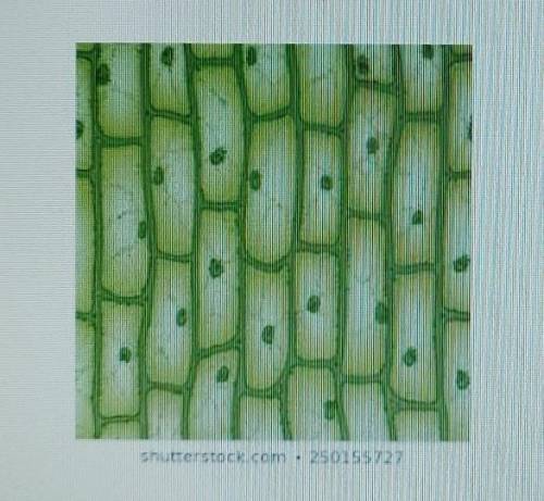 Select all that are true for the image above. Prokaryotic

Eukaryotic Plant Cell Animal Cell Bacte