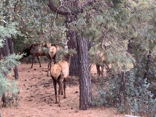 Ok so these are elk in my yard