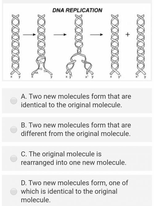 The diagram below shows DNA replication. Which of the following statements about the process shown