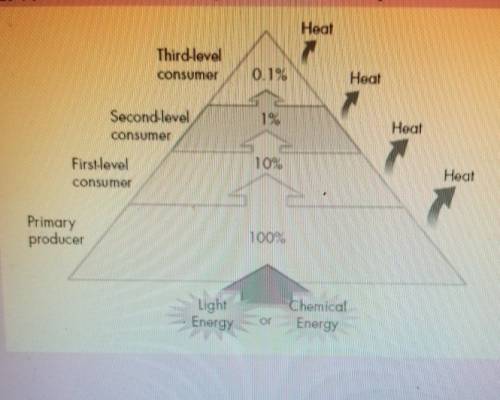 Assume there are 1,000 units of energy in the producer level of the energy pyramid. How many units