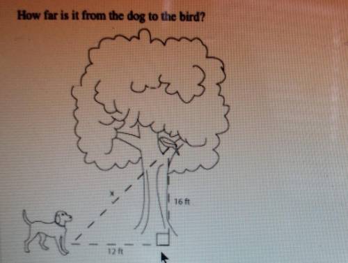 How far is the dog to the bird?