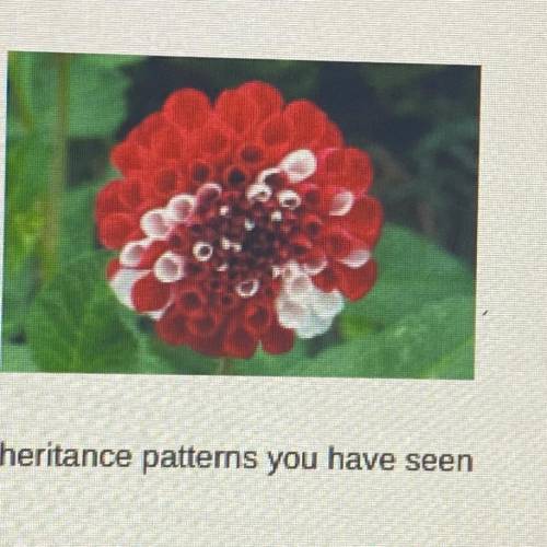 How is the inheritance pattem shown by this flower different from other inheritance patterns you ha