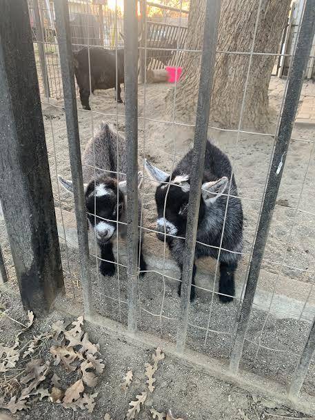 Baby goats only for my friends so please do not answer
