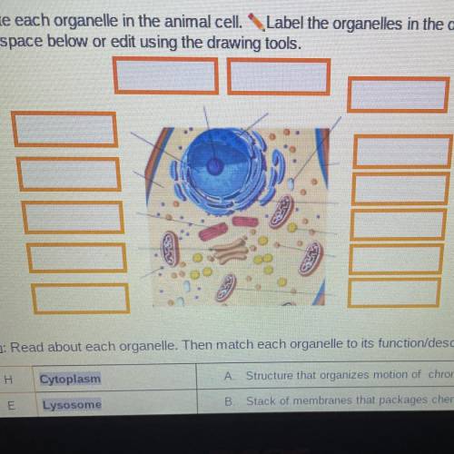 Locate each organelle in the animal cell. Label the organelles in the diagram below.