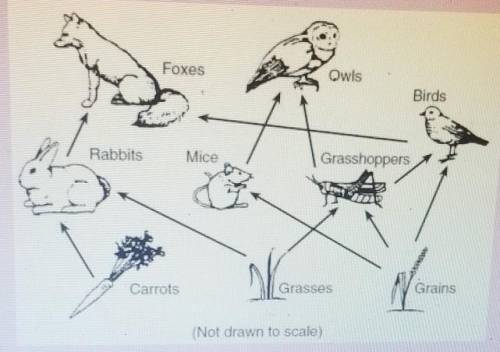Fill in the chart using the food web pictured. Only use each organism once, and some may not be use