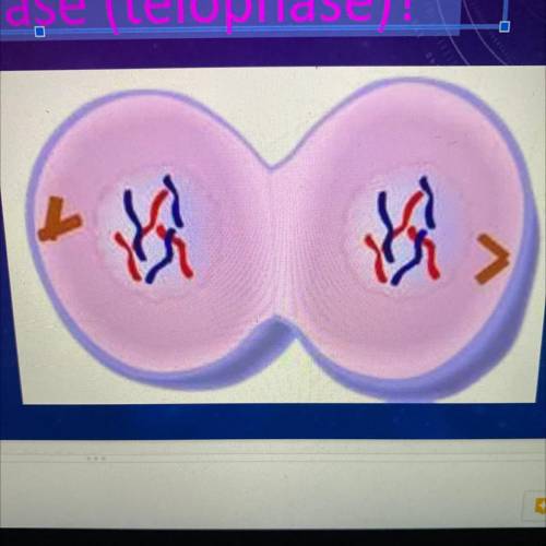 What phase of the cell cycle occurs AFTER this phase (telophase)?