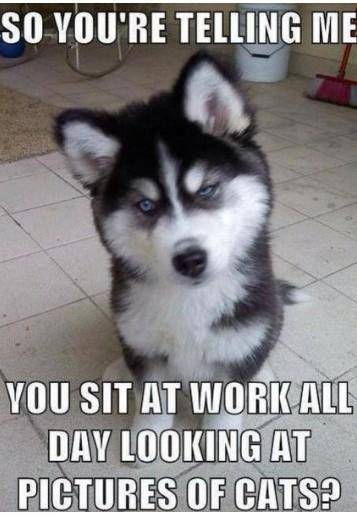 Having a Jealous dog be like:

So your telling me...You sit at work all day looking at pictures o