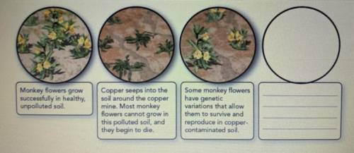 Environmental Change

When copper contaminated the soil surrounding the monkey flowers,
the enviro