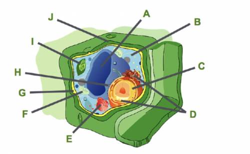 Consider this plant cell.

Which organelle is labeled A?
nucleus
vacuole
ribosome
mitochondrion