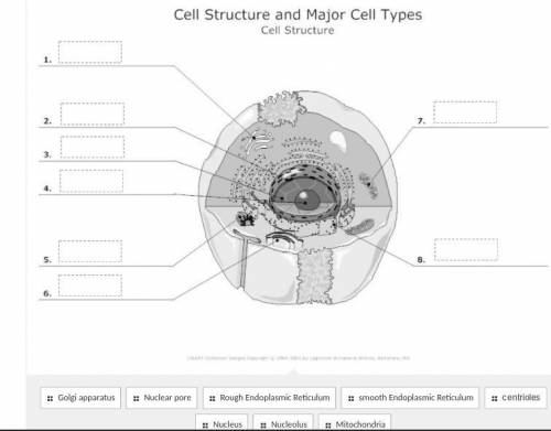 Can I get help with the cell structure and major cell types