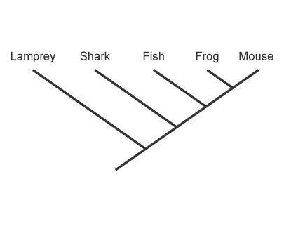 Study the cladogram.

Which organism is most closely related to the fish?
lamprey
mouse
frog
shark